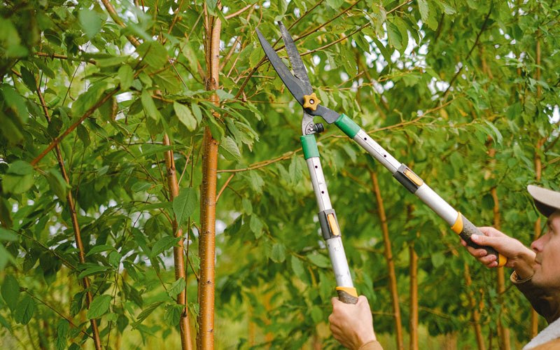Tree trimming in Pocahontas, TN
